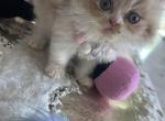 Cream male kitty - Persian Kitten For Sale - Parkville, MD, US
