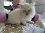 White male kitty - Persian Kitten For Sale - Parkville, MD, US