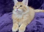 McOrange - Maine Coon Kitten For Sale - Bryn Athyn, PA, US