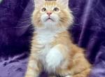 McTiger - Maine Coon Kitten For Sale - Bryn Athyn, PA, US