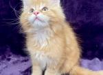McGinger - Maine Coon Kitten For Sale - Bryn Athyn, PA, US