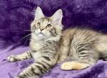 McTwinkle - Maine Coon Kitten For Sale - Bryn Athyn, PA, US