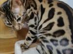 Bengal kittens - Bengal Kitten For Sale - Atlanta, GA, US