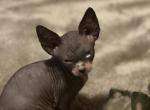 You get to name them - Sphynx Kitten For Adoption - 