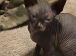 You name your kitty - Sphynx Kitten For Adoption - 
