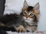 Shine - Maine Coon Kitten For Sale - Miami, FL, US