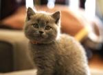 Sammy - British Shorthair Kitten For Sale - WA, US