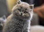 Cherry - British Shorthair Kitten For Sale - 