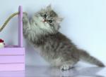 Lovelace - Siberian Kitten For Sale - Norwalk, CT, US