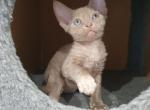 Foxi - Devon Rex Kitten For Sale - Norwalk, CT, US