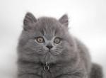 Yasha - British Shorthair Kitten For Sale - 