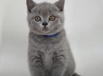 Danny - British Shorthair Kitten For Sale - WA, US