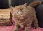 Fred - British Shorthair Kitten For Sale - Hollywood, FL, US