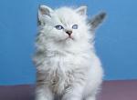 Urkass - Siberian Kitten For Sale - Norwalk, CT, US