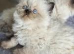 British longhair - British Shorthair Kitten For Sale - 