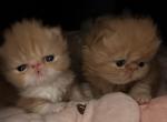 Red female - Persian Kitten For Sale
