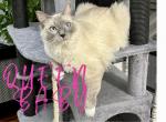 Baby - Ragdoll Cat For Sale/Retired Breeding - Mount Joy, PA, US