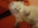 HIMALAYAN PERSIAN KITTENS - Himalayan Kitten For Sale - The Bronx, NY, US