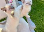 MICK - Ragdoll Kitten For Sale - Mount Joy, PA, US