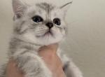 Tiger - British Shorthair Kitten For Sale - 
