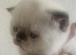 Mona - British Shorthair Kitten For Sale - 