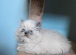 Blue Himalayan female - Persian Kitten For Sale - Muscle Shoals, AL, US