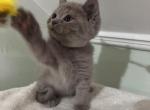 Semi - Scottish Straight Kitten For Sale - Boston, MA, US