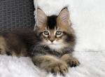 Skywalker - Maine Coon Kitten For Sale - Miami, FL, US