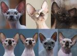 Ultra&Blueberry - Sphynx Kitten For Sale - Ontario, CA