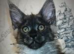 Zeus - Maine Coon Kitten For Sale - Miami, FL, US