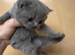 Ion - British Shorthair Kitten For Sale - WA, US