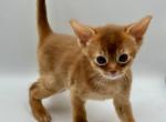 Chanel - Abyssinian Kitten For Sale - Norwalk, CT, US