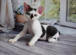 Chernichka - Devon Rex Kitten For Sale - Norwalk, CT, US