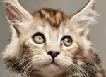 Dicaprio - Maine Coon Kitten For Sale - Pensacola, FL, US