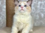 Yasmin - Ragdoll Kitten For Sale - Miami, FL, US