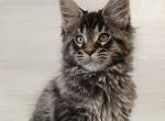 Edgar - Maine Coon Kitten For Sale - Hollywood, FL, US