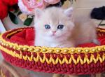 Mark - British Shorthair Kitten For Sale - Hollywood, FL, US