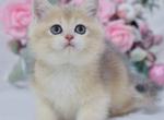 Xanti - British Shorthair Kitten For Sale - Hollywood, FL, US