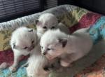 Gabby Eros litter Born   April - Ragdoll Cat For Sale - RI, US