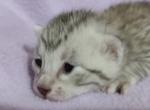 Egyptian Maus from Charity - Egyptian Mau Kitten For Sale - 