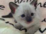 Savannah Snow Male - Savannah Kitten For Sale - 