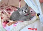 Wiking - Russian Blue Kitten For Sale - Norwalk, CT, US