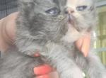 CFA Blue torte persian - Persian Kitten For Sale - Woodburn, IN, US