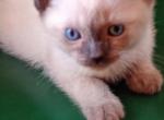 Maddie - Siamese Kitten For Sale - Travelers Rest, SC, US