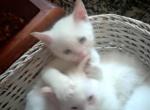 Seal and Flamepoint Siamese Hybri - Siamese Kitten For Sale - 