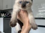 bella - Siamese Kitten For Sale - Mount Prospect, IL, US