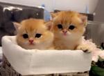 Scottish Straight Golden Chinchilla Cylia - Scottish Straight Kitten For Sale - Jersey City, NJ, US