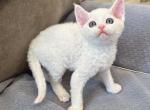 White boy w blue eyes - Devon Rex Kitten For Sale - Fontana, CA, US