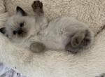 Coco - Ragdoll Kitten For Sale - Wakefield, MA, US