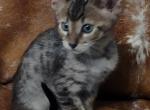 savannah sale F4SBT Male - Savannah Kitten For Sale - 